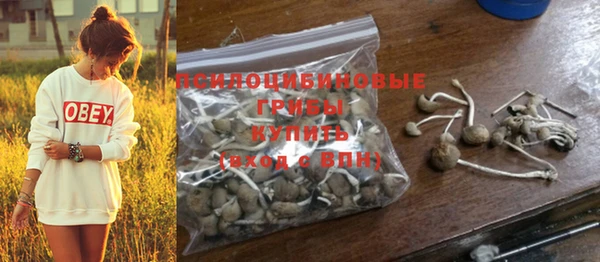 прущие грибы Новозыбков